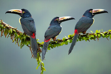 The collared aracari or collared araçari (Pteroglossus torquatus) is a toucan, a near-passerine...