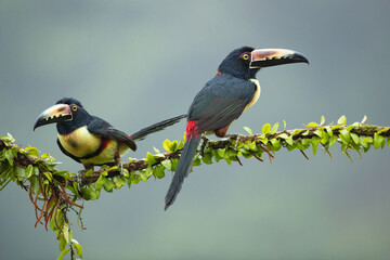 The collared aracari or collared araçari (Pteroglossus torquatus) is a toucan, a near-passerine bird. It breeds from southern Mexico (North America) to Panama; also Ecuador, Colombia, Venezuela 