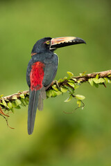 The collared aracari or collared araçari (Pteroglossus torquatus) is a toucan, a near-passerine bird. It breeds from southern Mexico (North America) to Panama; also Ecuador, Colombia, Venezuela 
