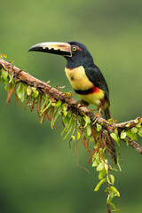 Naklejka premium The collared aracari or collared araçari (Pteroglossus torquatus) is a toucan, a near-passerine bird. It breeds from southern Mexico (North America) to Panama; also Ecuador, Colombia, Venezuela 