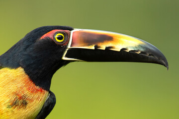 The collared aracari or collared araçari (Pteroglossus torquatus) is a toucan, a near-passerine bird. It breeds from southern Mexico (North America) to Panama; also Ecuador, Colombia, Venezuela 