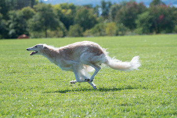 large dog running across a grassy field