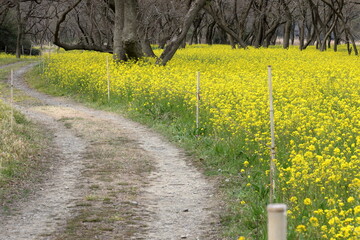 菜の花畑を歩く　（高知県　四万十市　入田ヤナギ林）