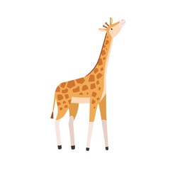 Fototapeta premium Giraffe, tall high animal. Wild herbivorous habitant. Tropical jungle inhabitant with long neck and spots. Cute African herbivore. Flat vector illustration isolated on white background