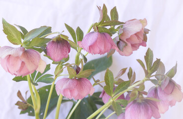 Helleborus in an organic garden. Despite names such as winter rose,Christmas rose, and Lenten rose,...