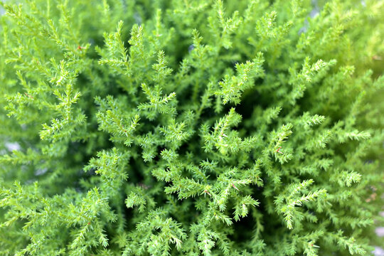 It is an Goldcrest wilma with delicate feather-shaped leaves.