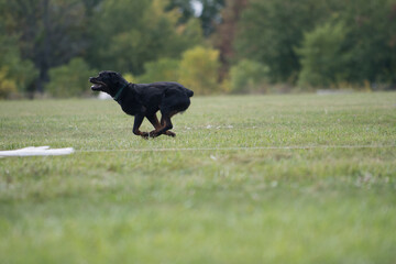 Rottweiler running across grassy field 
