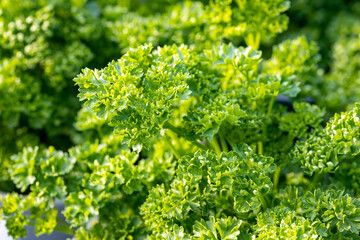 Fototapeta na wymiar Curly leaf parsley. This plant is native to the Mediterranean region but it is widely cultivated as a herb, and a vegetable. It's used as a garnish in many dishes.