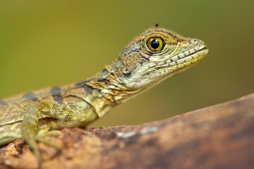 The common basilisk (Basiliscus basiliscus) is a species of lizard in the family Corytophanidae. The species is endemic to Central America and South America, where it is found near rivers and streams 