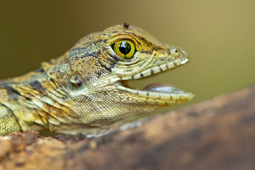 Fototapeta premium The common basilisk (Basiliscus basiliscus) is a species of lizard in the family Corytophanidae. The species is endemic to Central America and South America, where it is found near rivers and streams 