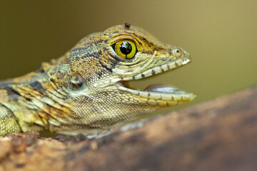The common basilisk (Basiliscus basiliscus) is a species of lizard in the family Corytophanidae. The species is endemic to Central America and South America, where it is found near rivers and streams 
