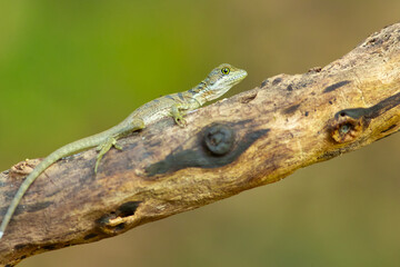 The common basilisk (Basiliscus basiliscus) is a species of lizard in the family Corytophanidae. The species is endemic to Central America and South America, where it is found near rivers and streams 