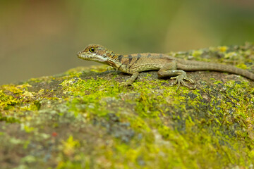 The common basilisk (Basiliscus basiliscus) is a species of lizard in the family Corytophanidae. The species is endemic to Central America and South America, where it is found near rivers and streams 