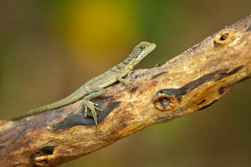 The common basilisk (Basiliscus basiliscus) is a species of lizard in the family Corytophanidae. The species is endemic to Central America and South America, where it is found near rivers and streams 