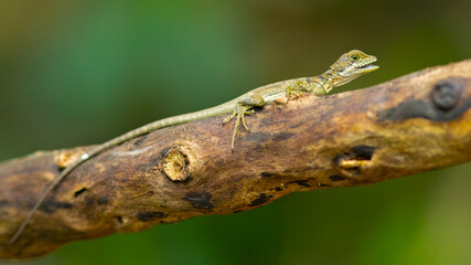 The common basilisk (Basiliscus basiliscus) is a species of lizard in the family Corytophanidae. The species is endemic to Central America and South America, where it is found near rivers and streams 