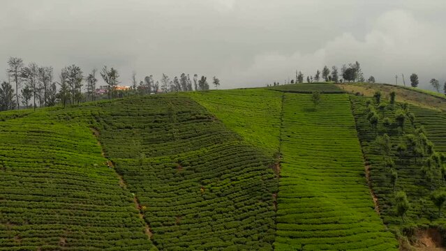 Drone ascending above a tea hill plantation in Ooty, Tamil Nadu, India on a cloudy day.