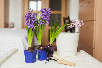 Home gardening, growing hyacinths at home, preparing to create a flower arrangement.