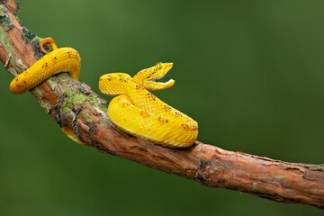 Bothriechis supraciliaris, the blotched palm-pit viper, is a species of venomous snake in the...