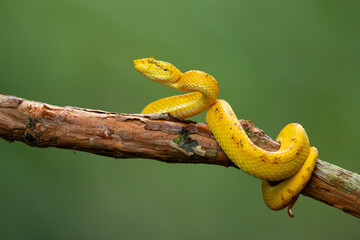 Bothriechis supraciliaris, the blotched palm-pit viper, is a species of venomous snake in the family Viperidae. The species is endemic to Costa Rica