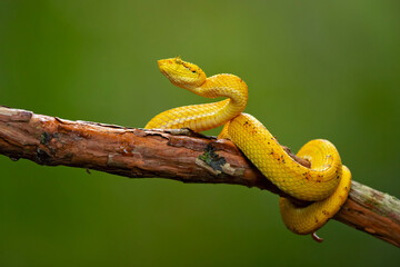 Bothriechis supraciliaris, the blotched palm-pit viper, is a species of venomous snake in the...