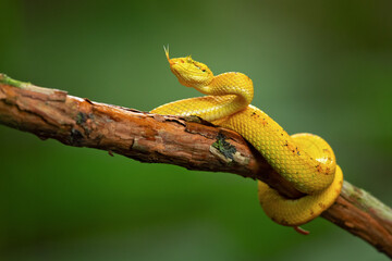 Bothriechis supraciliaris, the blotched palm-pit viper, is a species of venomous snake in the family Viperidae. The species is endemic to Costa Rica