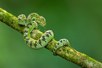 Bothriechis supraciliaris, the blotched palm-pit viper, is a species of venomous snake in the family Viperidae. The species is endemic to Costa Rica