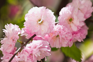 flowering almond bush with pink flowers close up