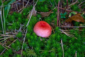 A close-up of a russula mushroom in the forest against a background of moss