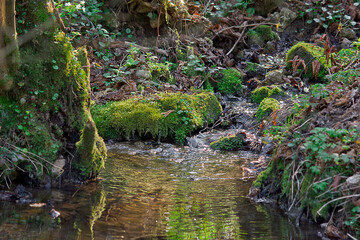 forest stream in the spring forest with spring flowers on the shore close-up