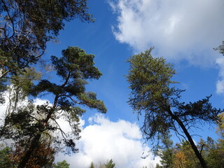 Autumn in the forest