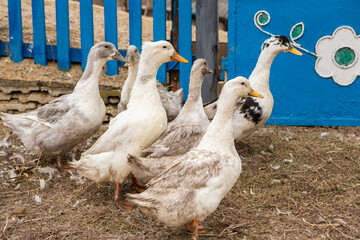 white ducks in the country