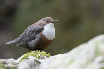 Fine art portrait of White throated Dipper (Cinclus cinclus)