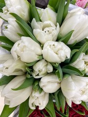 Obraz na płótnie Canvas Bouquets of white tulip flowers