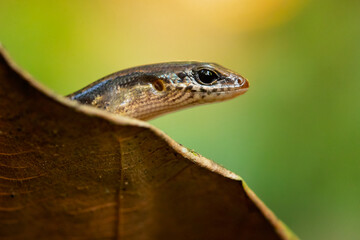 Scincella cherriei, commonly known as the brown forest skink and Cope's brown forest skink, is a species of lizard in the family Scincidae. The species is native to Central America 