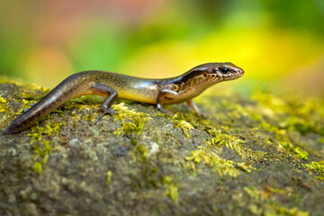 Scincella cherriei, commonly known as the brown forest skink and Cope's brown forest skink, is a species of lizard in the family Scincidae. The species is native to Central America 