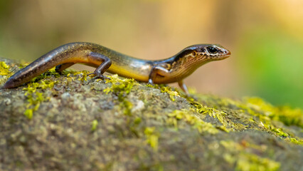 Scincella cherriei, commonly known as the brown forest skink and Cope's brown forest skink, is a species of lizard in the family Scincidae. The species is native to Central America 