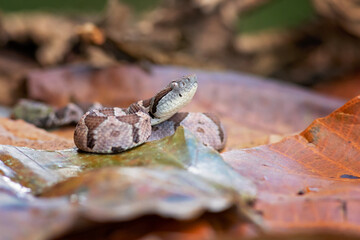 Metlapilcoatlus mexicanus is a venomous pitviper species endemic to Mexico and Central America. 