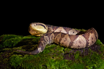 Metlapilcoatlus mexicanus is a venomous pitviper species endemic to Mexico and Central America. 