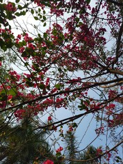 Pink flowers tree during sunset