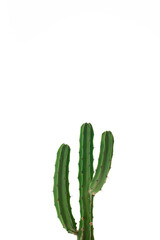 Various close-up cacti images.