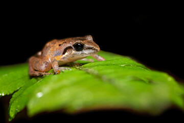 Obraz premium Craugastor stejnegerianus is a species of frog in the family Craugastoridae. It is found in Costa Rica and Panama. Its natural habitats are subtropical or tropical dry forests