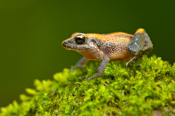 Craugastor stejnegerianus is a species of frog in the family Craugastoridae. It is found in Costa Rica and Panama. Its natural habitats are subtropical or tropical dry forests