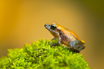 Craugastor stejnegerianus is a species of frog in the family Craugastoridae. It is found in Costa Rica and Panama. Its natural habitats are subtropical or tropical dry forests