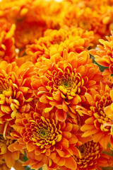 background with orange chrysanthemums