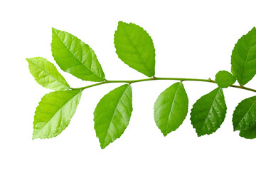 Obraz na płótnie Canvas Green leaves isolated over a white background