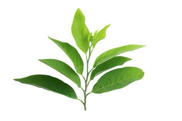 Green leaves isolated on a white background