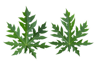 Green leaves isolated on white background