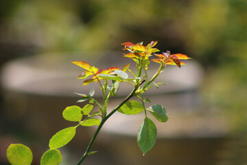 A flower stalks of rose red that is a beuatiful photo for desktop background and wallpaper.