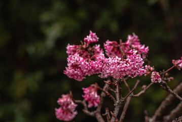 cherry blossom,  Japanese cherry and Sakura, Prunus serrulata 'Kanzan' or 'Sekiyama'  Natural light. High quality photo, in early spring March  day in botanical garden Romania
