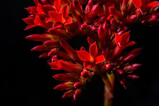 Ixora or Thechi Chethi tropical  flower blooming in red clusters on black background, native to south india